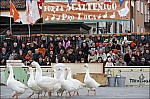 207TS11ZOGO_E113.jpg