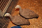 IMG_2635.JPG