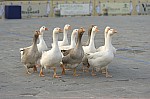 Gioco de l'Oca - 20101114162633.jpg