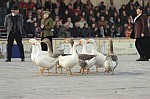 Gioco de l'Oca - 20101114162723.jpg